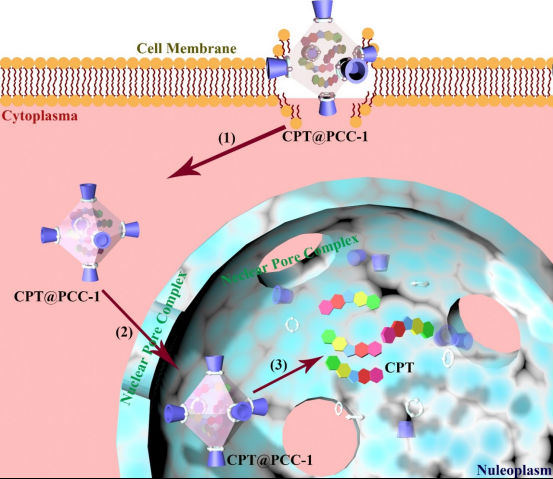 A stable biocompatible porous coordination cage promotes in vivo liver tumor inhibition