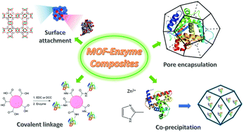 “Enzyme–MOF (metal–organic framework) composites”.